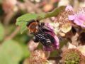 Andrena thoracica